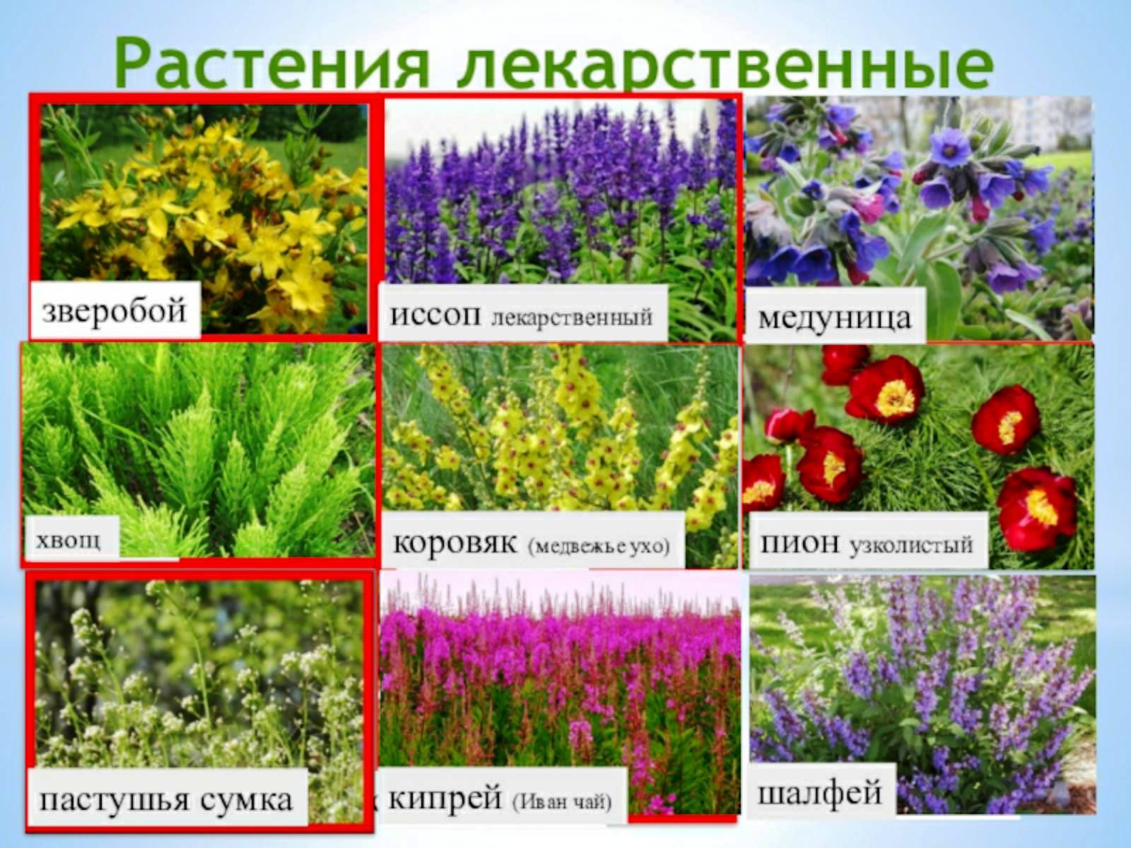 Лекарственные растения Саратовской области